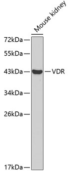 VDR Antibody