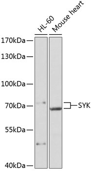 SYK Antibody