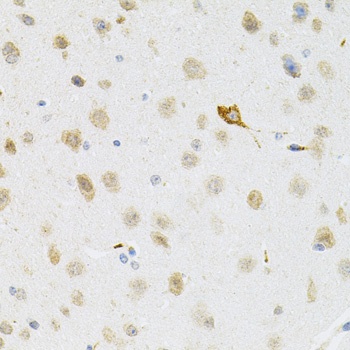 SYK Antibody