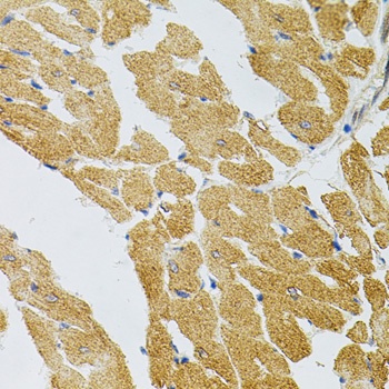 SYK Antibody