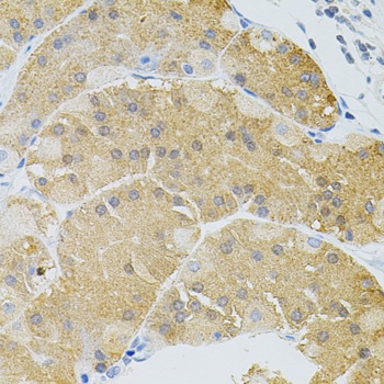SYK Antibody