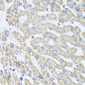 SDC2 Antibody