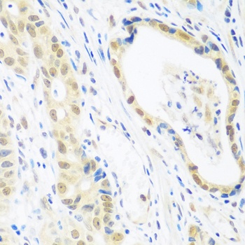 POLR2E Antibody