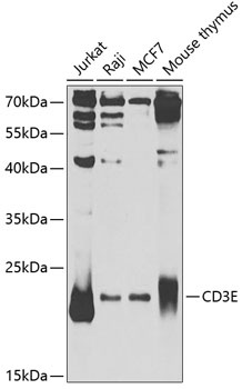 CD3E Antibody