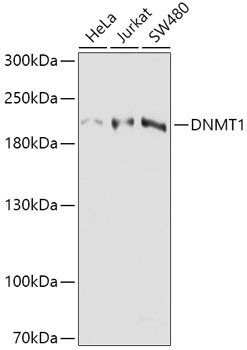 DNMT1 Antibody