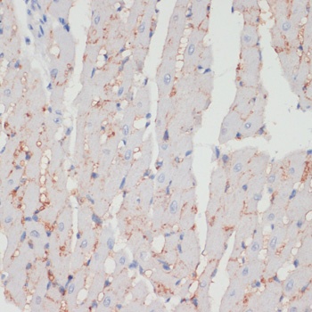 DNMT1 Antibody