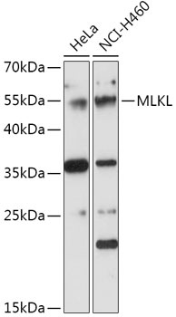 MLKL Antibody