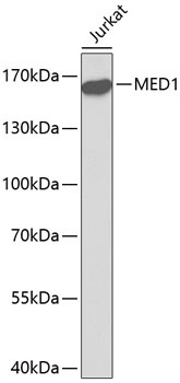 MED1 Antibody