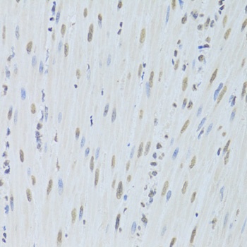 HNRNPK Antibody