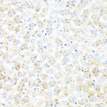 IL7 Antibody