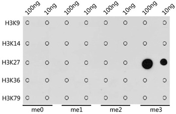 H3K27me3 Antibody