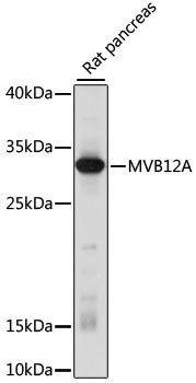 MVB12A Antibody