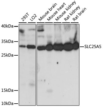 SLC25A5 Antibody