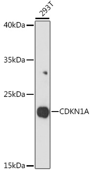 CDKN1A Antibody