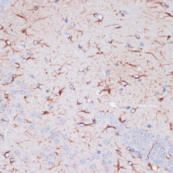 GFAP Antibody