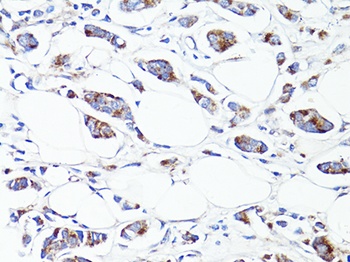 S100A10 Antibody