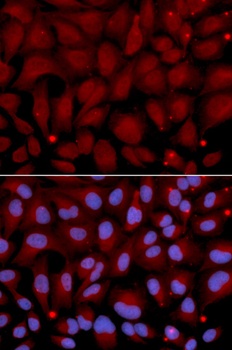 BCHE Antibody