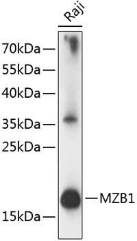 MZB1 Antibody