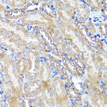 CNR1 Antibody