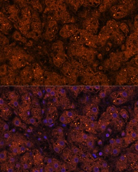 HMGCS2 Antibody