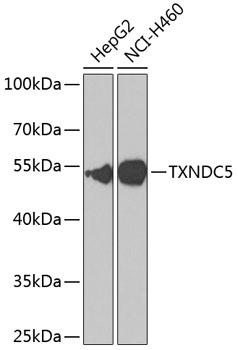 TXNDC5 Antibody