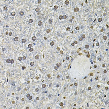 IFI16 Antibody