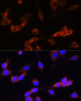 GANAB Antibody