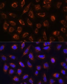 GANAB Antibody