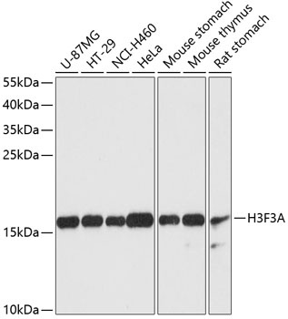 H3F3A Antibody