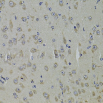 RPL9 Antibody