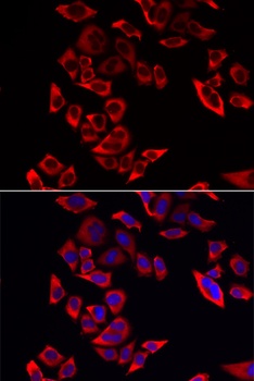 RPL9 Antibody