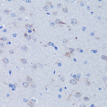 TFAM Antibody