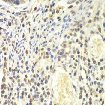 PSMA4 Antibody