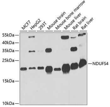 NDUFS4 Antibody