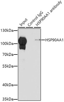 HSP90AA1 Antibody