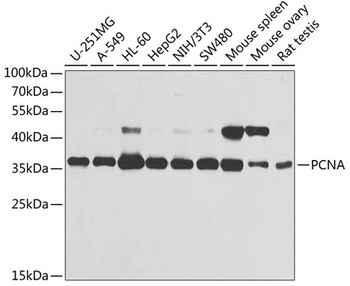 PCNA Antibody