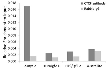 CTCF Antibody