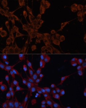 IGF2R Antibody