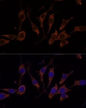 RPL32 Antibody