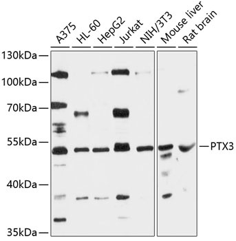 PTX3 Antibody