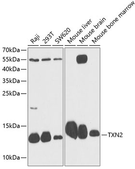 TXN2 Antibody