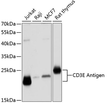 CD3E Antibody