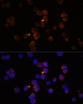AIF1 Antibody