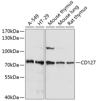 IL7R Antibody