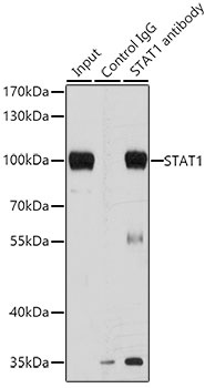 STAT1 Antibody