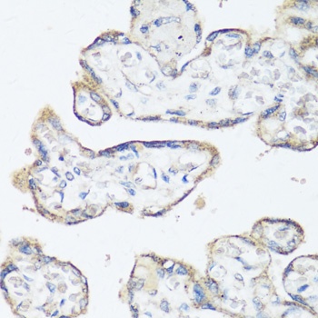 SRC Antibody