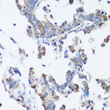 SRC Antibody