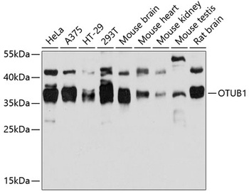 OTUB1 Antibody