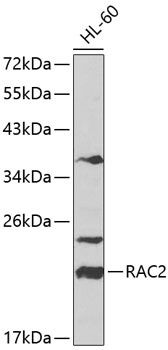 RAC2 Antibody
