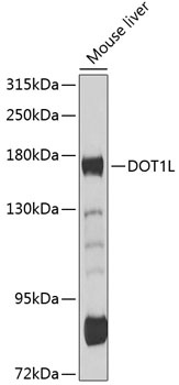 DOT1L Antibody